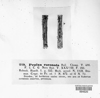 Cyathicula coronata image